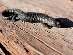 Aneides flavipunctatus