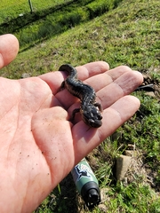 Aneides flavipunctatus