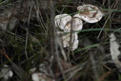 Clitocybe dealbata