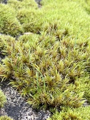 Racomitrium heterostichum