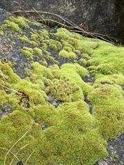 Racomitrium heterostichum