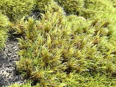 Racomitrium heterostichum