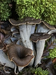 Craterellus calicornucopioides