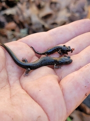 Aneides flavipunctatus