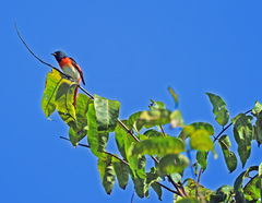 Pericrocotus lansbergei