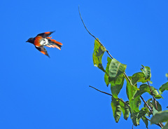 Pericrocotus lansbergei