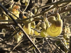 Aristolochia californica