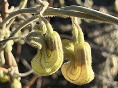 Aristolochia californica