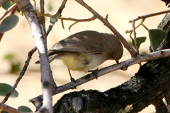 Eremomela icteropygialis