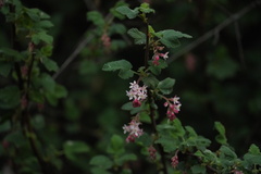 Ribes malvaceum malvaceum