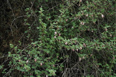 Ribes malvaceum malvaceum