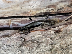 Aneides flavipunctatus