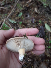 Lactifluus clarkeae