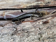 Aneides flavipunctatus