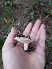 Lactifluus clarkeae