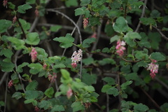Ribes malvaceum malvaceum