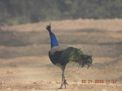 Pavo cristatus