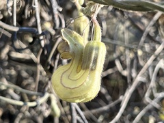 Aristolochia californica