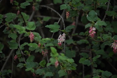 Ribes malvaceum malvaceum