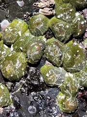 Anthopleura elegantissima