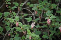 Ribes malvaceum malvaceum