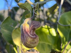 Aristolochia californica