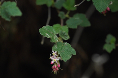 Ribes malvaceum malvaceum