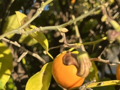 Aristolochia californica