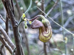 Aristolochia californica