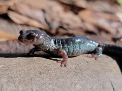 Aneides flavipunctatus
