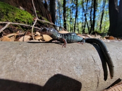 Aneides flavipunctatus