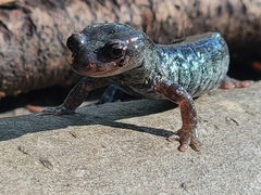 Aneides flavipunctatus