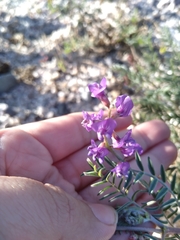 Astragalus magdalenae