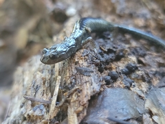 Aneides flavipunctatus