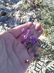 Astragalus magdalenae