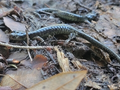 Aneides flavipunctatus