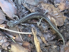 Aneides flavipunctatus