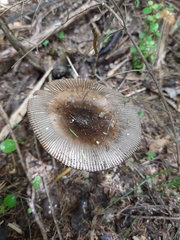 Amanita pekeoides