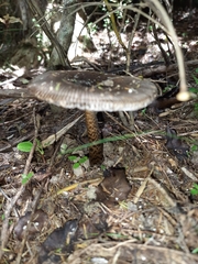 Amanita pekeoides