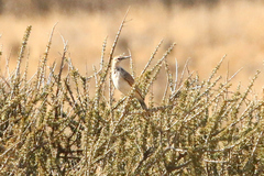 Certhilauda subcoronata