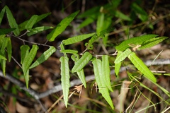 Lasiopetalum
