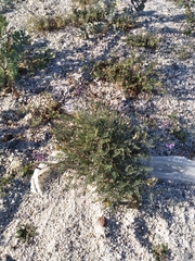 Astragalus magdalenae