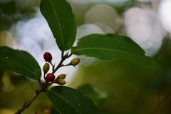 Erythroxylum macrophyllum