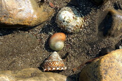 Norrisia