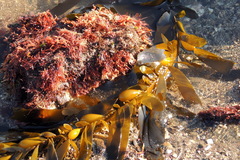 Corallina officinalis