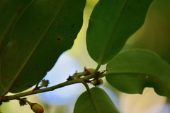 Erythroxylum macrophyllum