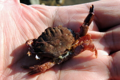 Cycloxanthops novemdentatus