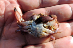 Cycloxanthops novemdentatus