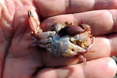 Cycloxanthops novemdentatus