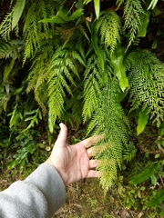 Asplenium appendiculatum